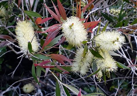 Willow Bottlebrush Melaleuca Salicina Inaturalist Canada