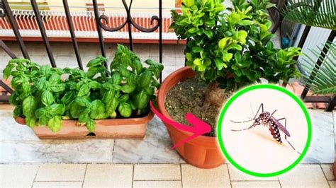 Queste 6 Piante Profumate Tengono Le Zanzare Lontane Dal Balcone