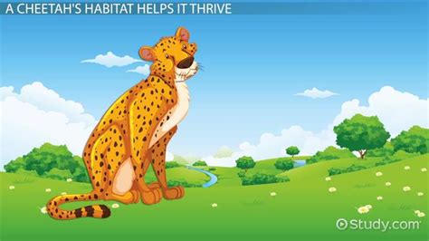 Habitat of a Cheetah: Lesson for Kids - Lesson | Study.com