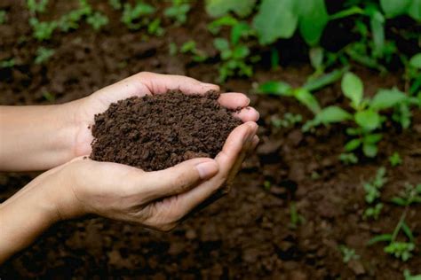 Simple Super Soil Recipe Updated For Grower Today