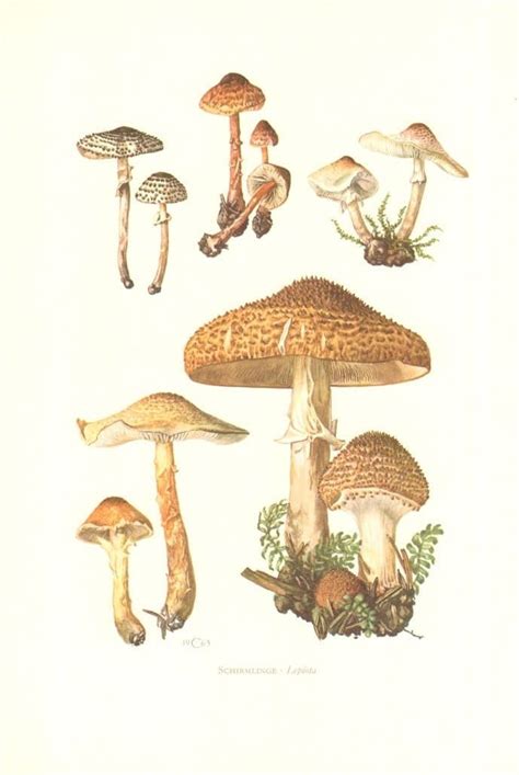 Vintage Lithograph Of Poisonous Mushrooms Lepiota Dapperling