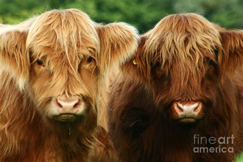 Yeti Cows Photograph By Angel Ciesniarska