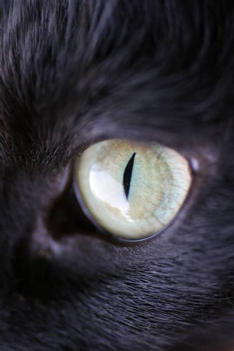 Everything You Ever Wanted To Know About Cat Eyes