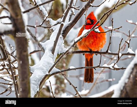 Northern Cardinal Cardinalis Cardinalis Male With A Long Tail With A