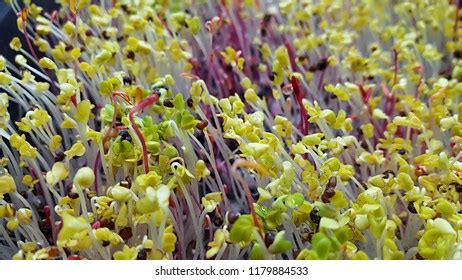 Mosses Bryophytes Species Growing On Soil Stock Photo 2226809519 | Shutterstock