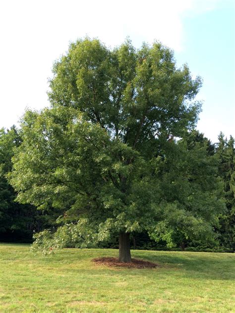 Bur Oak J Frank Schmidt And Son Co