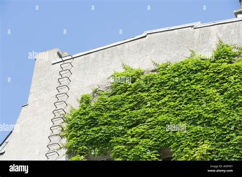 Vine Growing On Side Of Building Stock Photo Alamy