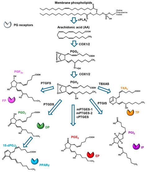 Prostaglandin Biosynthetic Pathway Enzymes Involved In The Pathway Are