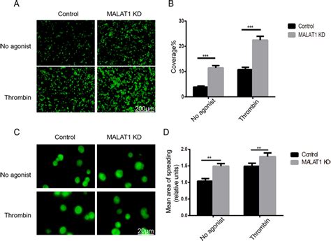 MALAT1 Knockdown KD In CD34 Megakaryocytes Represses Adhesion And