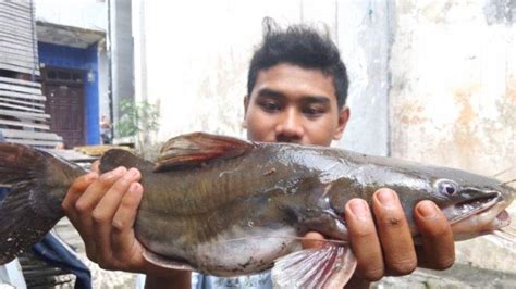 Ikan Mati Massal Secara Misterius Di Sungai Brantas Air Sungai Berbau