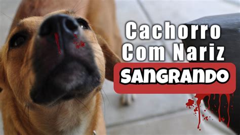 Cachorro Sangrando Pelo Nariz O Que Fazer Youtube