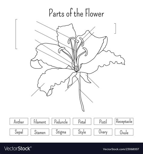 Parts Of A Flower Worksheet — db-excel.com