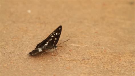 butterfly flapping wings on ground Stock Footage Video (100% Royalty ...