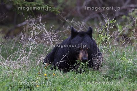 American Black Bear Ursus Americanus Jasper National Park Kanada