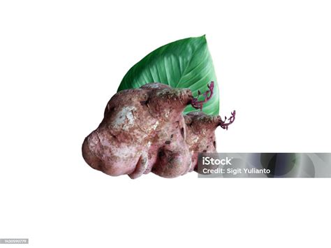 Giant Sweet Potato With Green Leaves Isolated On White Background Stock