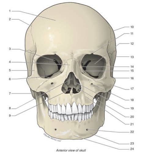 Anterior View Of Skull Diagram Quizlet