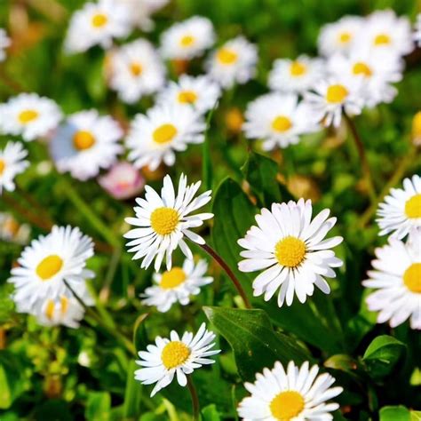 Százszorszép Bellis perennis 0 6 g KincsesLiget