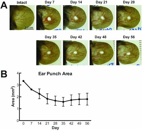 Normal Wound Healing Of A Mm Critical Size Defect In The Murine Ear