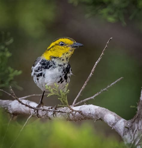 Golden Cheeked Warbler Owen Deutsch Photography