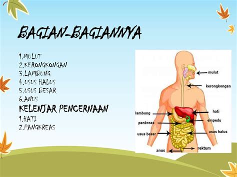 Detail Gambar Sistem Pencernaan Dan Bagian Bagiannya Koleksi Nomer 53