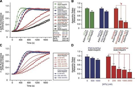 MT Binding Decreases The Actin Nucleation Promoting Activity Of WHAMM