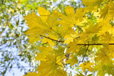 Folhas De Plátano Bonitas E Grandes Amarelo Esverdeadas Em Um Fundo De