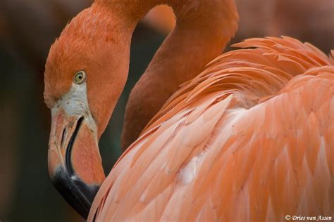 Flamingo View It In Full Size Please Dries Van Assen Flickr