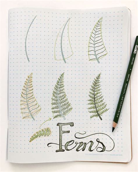 How To Draw A Fern Step By Step at Drawing Tutorials