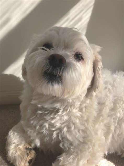 Shih Tzu, Maltese, poodle mix