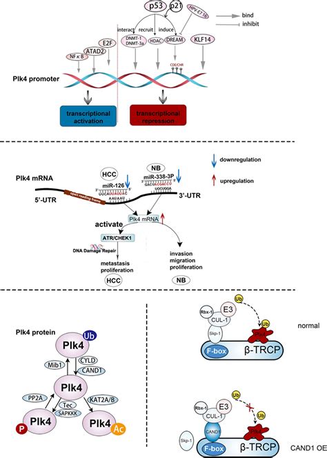 Frontiers Polo Like Kinase S Critical Role In Cancer Development