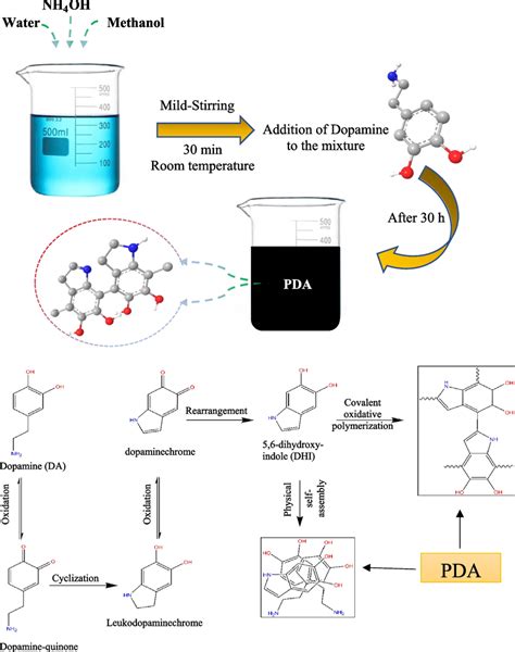 A Schematic Synthesis Procedure And Polymerization Of Pda Download