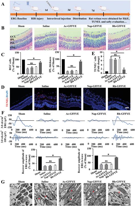 Intravitreal Injection Of RhGFFYE Protects RGCs And Retinal Function