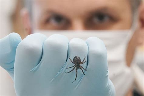 False Widow Spiders Making Comeback In Uk As Weather Gets Warmer