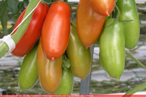 San Marzano Tomate Geschmack Und Anbau Der Flaschentomaten Tomaten De