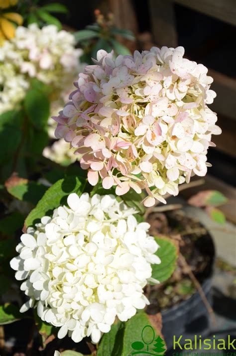 Hydrangea Paniculata Magical Sweet Summer Hortensja Bukietowa