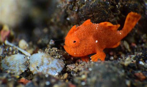 18 True Facts About Frog Fish The Masters Of Camouflage