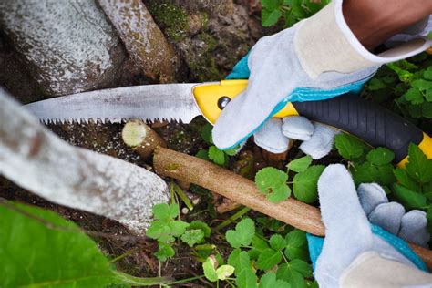 Best Uk Pruning Saws Reviewed Nov Upgardener