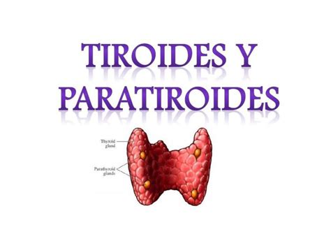 Tiroides Y Paratiroides Modo Estudiante Mehu Udocz