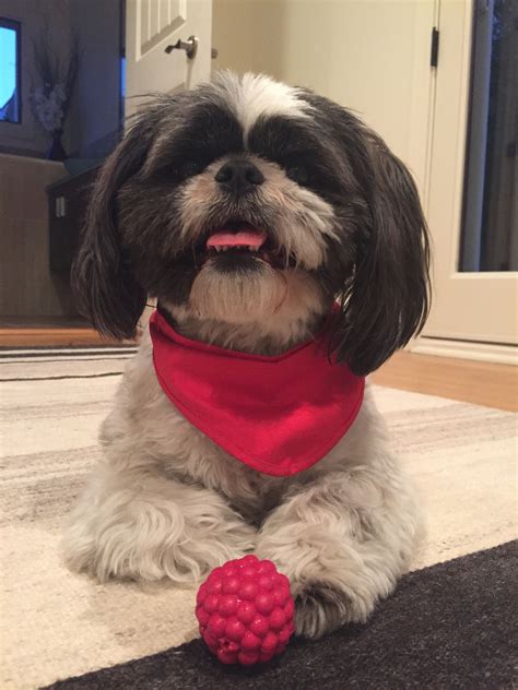 Gibson The Shih Tzu Wants Us To See His Cute Pink Tongue Pet Dogs