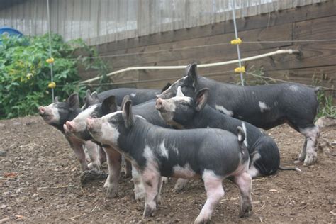 Berkshire feeder pigs and market hogs