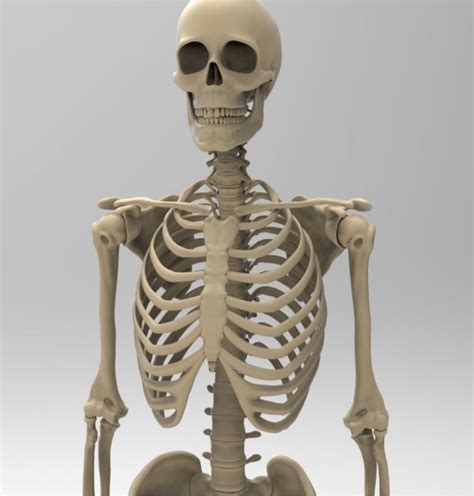 Skeleton Human Free 3d Models 3ds Max Max Download Free3d