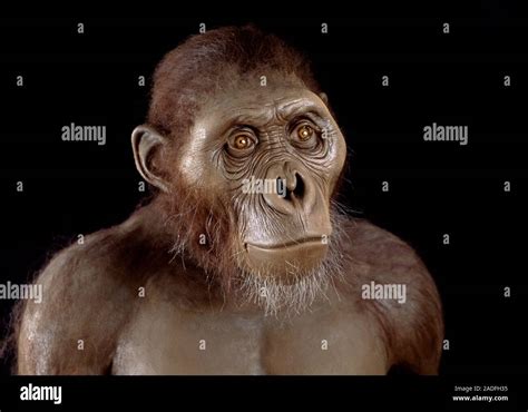 Australopithecus Afarensis Model Of A Male Australopithecus Afarensis