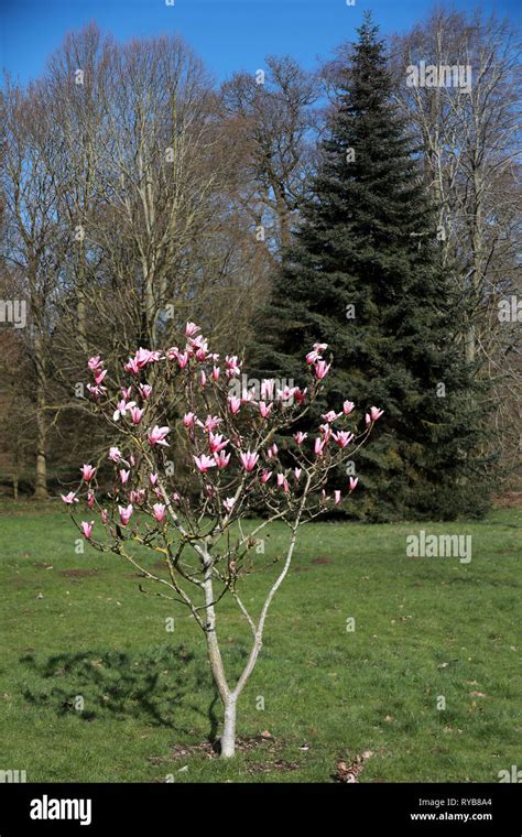 Dwarf Magnolia Trees