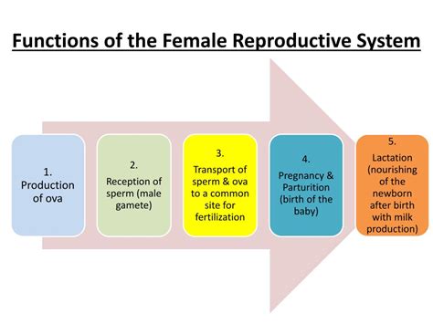 Ppt Female Reproductive System Powerpoint Presentation Free Download