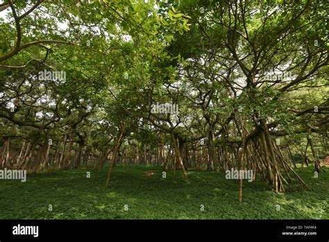 The Great Banyan Ficus Benghalensis Tree At The Ajc Bose Indian