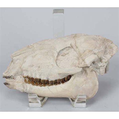 Lot - Miohippus fossil, Oligocene, (Three-toed prehistoric horse skull), White River Badlands ...