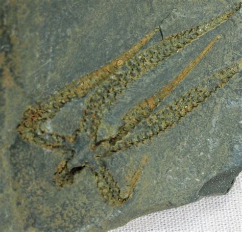 Ordovician Brittlestar Fossil