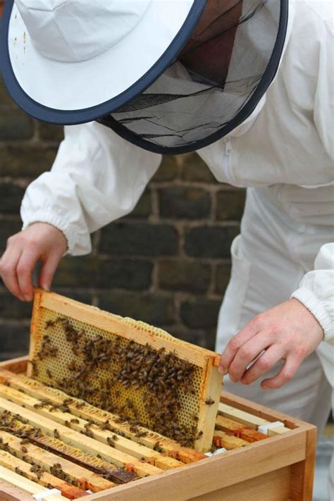 Beekeeping For Beginners The Independent