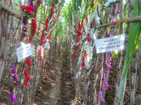 Petik Tebu Manten Sgn Pg Prajekan Siap Giling Tebu Petani Pabrik Gula