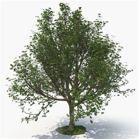 C Trees 3d Models Obj Obj Download Free3d